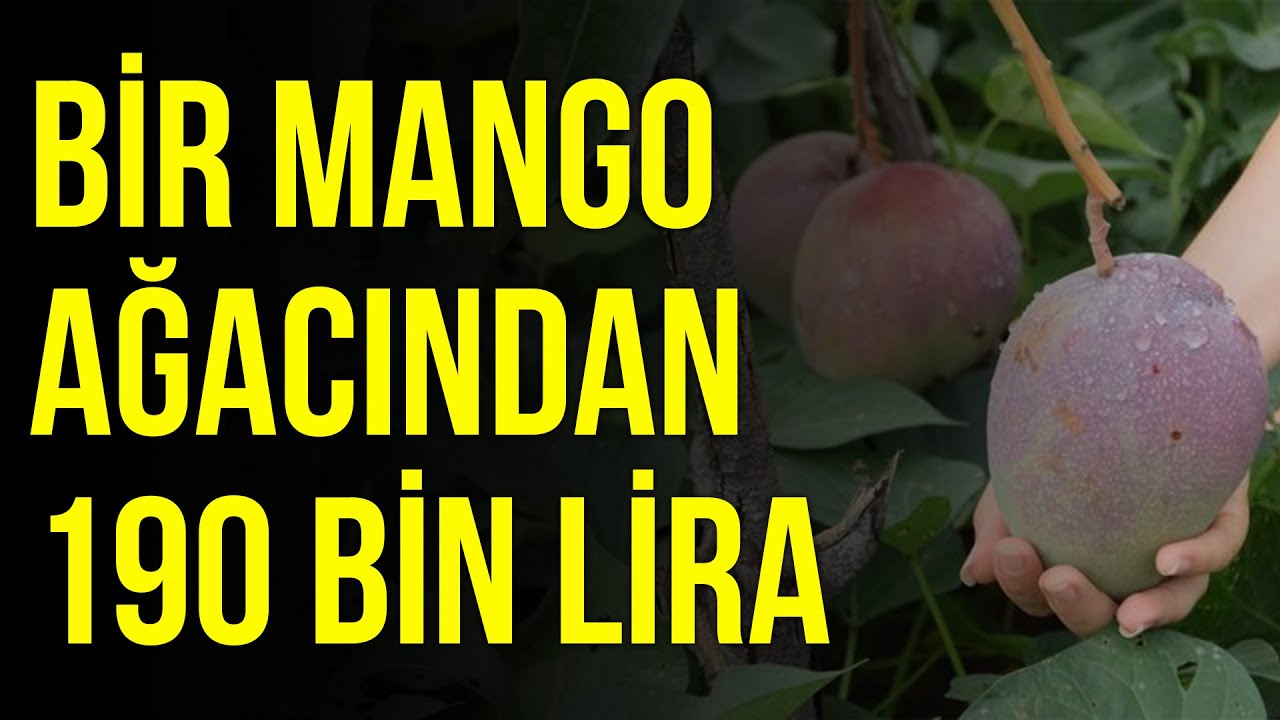 Bir mango ağacından 190 bin lira – DİM TV